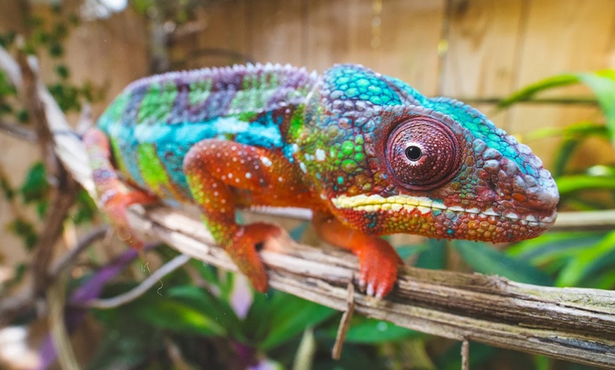 Image 3: Entrée enfant et/ou adulte pour le parc animalier Planet Exotica