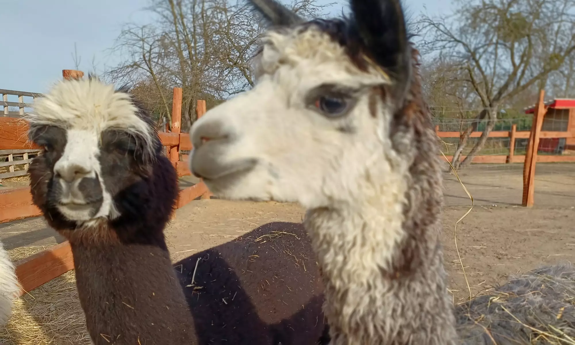 Wejście do zagrody alpak i karmienie