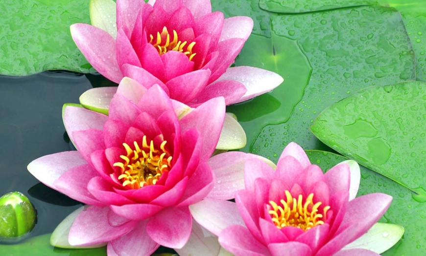 Image 2: YouGarden Water Lily Planting Kit