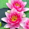 Image 2: YouGarden Water Lily Planting Kit