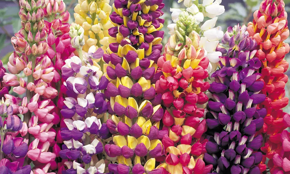 40er-Set Winterharte Pflanzen für Garten, Balkon und Terrasse - Second Medium