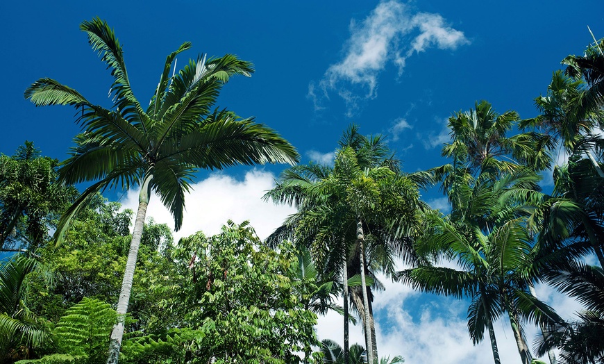 Image 2: Cairns: 3 Nights with Sightseeing Tour Included and Hotel Stay