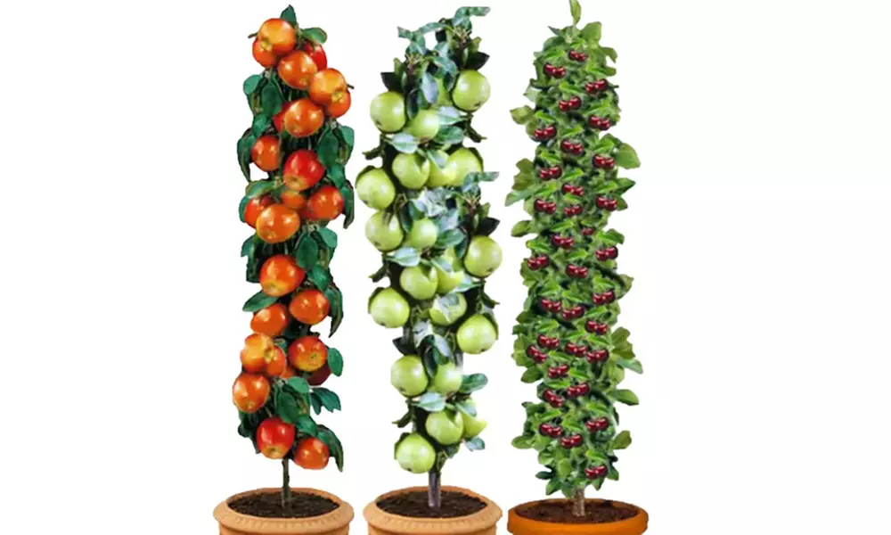 Set van 3 (2-3 jaar oude) fruitbomen: appel, peer en zoete kers