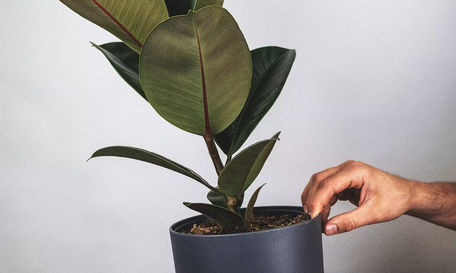 5er-Set Zimmerpflanzen