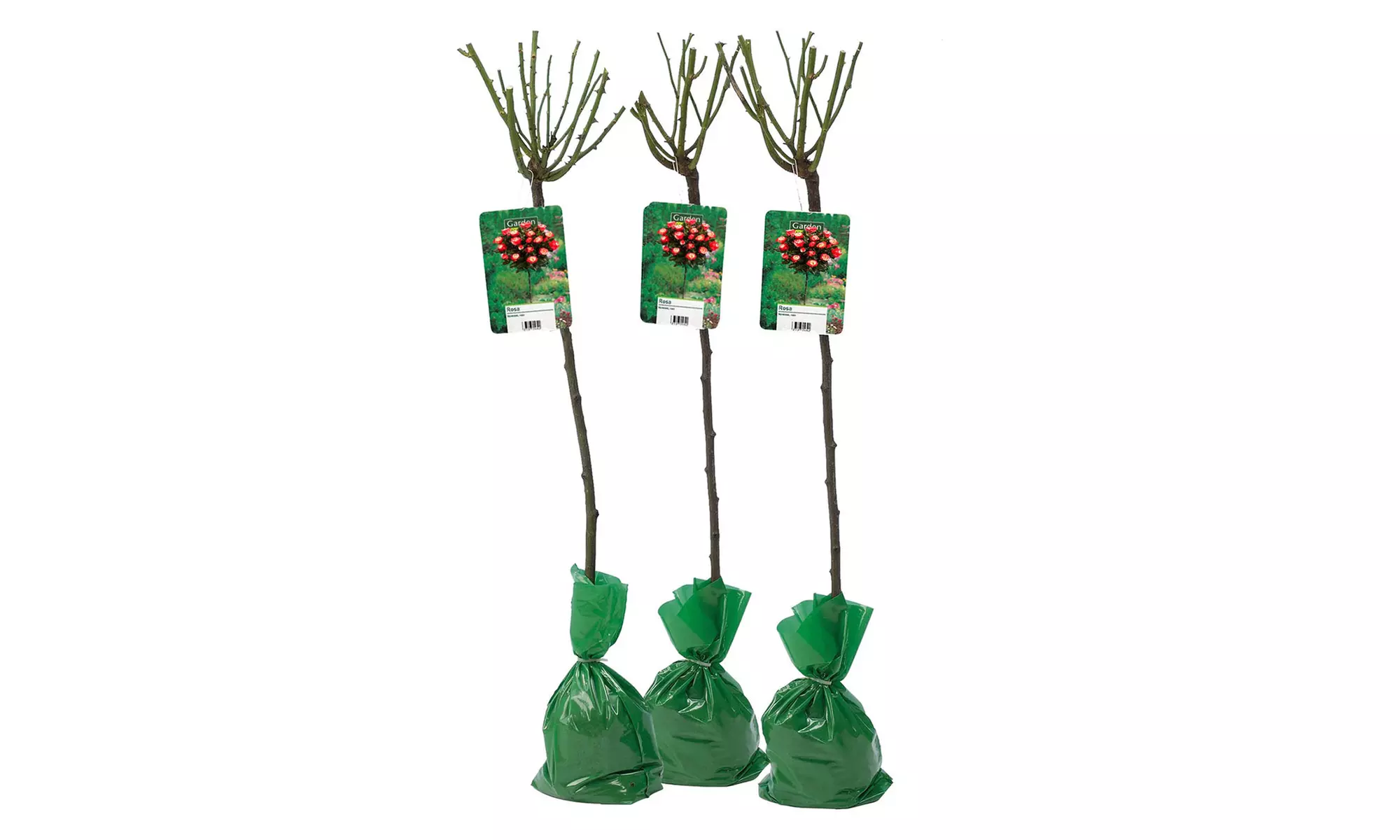 Semis de buissons de roses XXL dans divers coloris