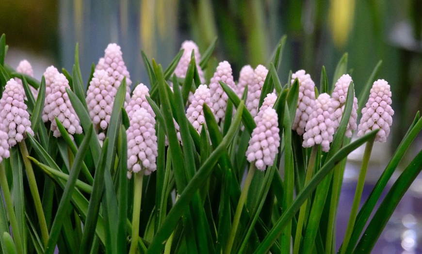 Image 6: Muscari Grape Hyacinth - Pink, Blue and White Spring Bulbs