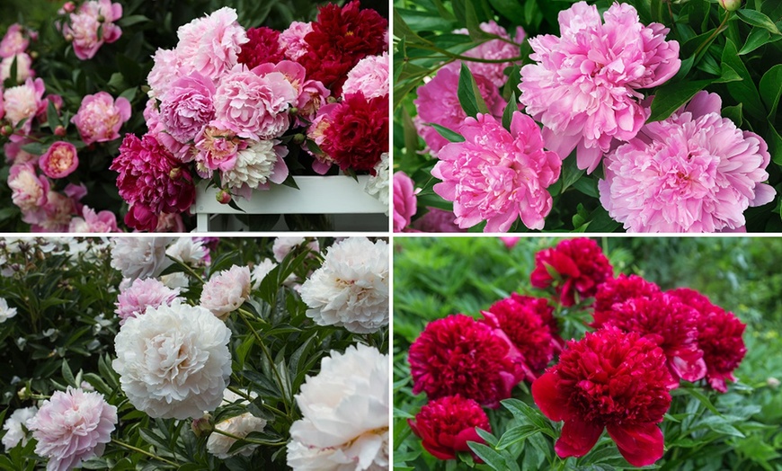 Image 1: Mixed Fragrant Garden Peony Plants