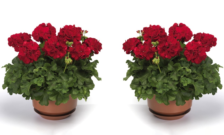 Image 2: Deep Red Geranium