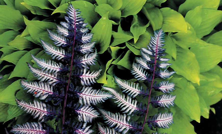 Image 2: Mixed Hardy Fern Collection 9cm
