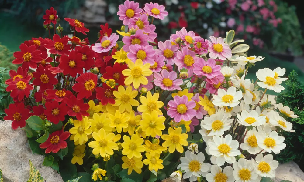 Set de 6 dalias Top mix - Primary Image