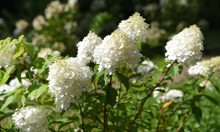 Image 5: One, Two or Three Hydrangea Paniculata Vanilla Fraise Potted Plants