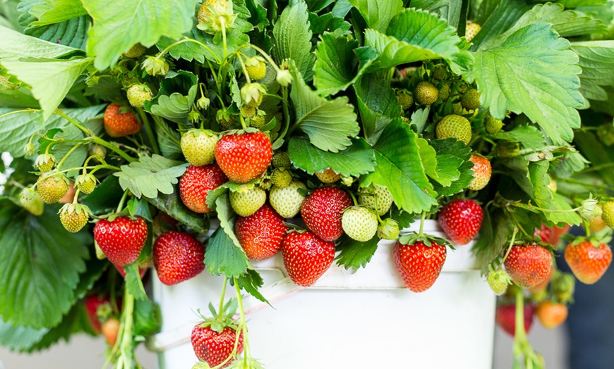 Image 4: Strawberry Full Season Collection - 36 Bare Roots