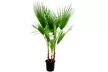 1 ou 2 palmiers éventails mexicains Washingtonia Robusta XL, 80-10 cm à la livraison - Image 5