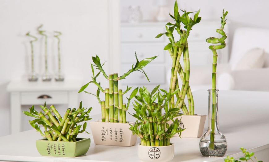 Image 1: Kamerplant 'Lucky Bamboo'