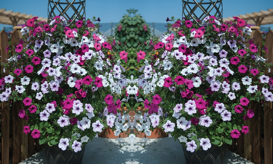 Image 3: One or Two Decorative Black and Gold Trellis Tower Plant Pots