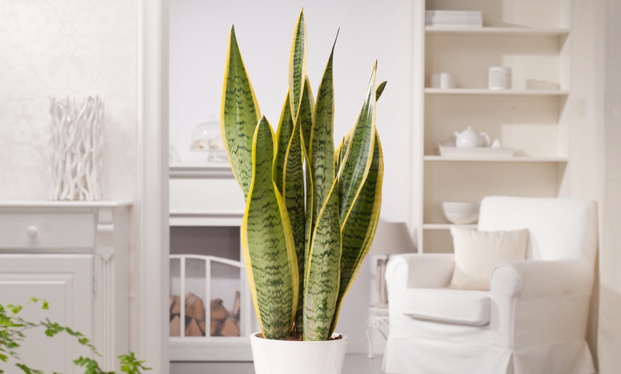 Image 3: 2x oder 4x Bogenhanf "Sansevieria"