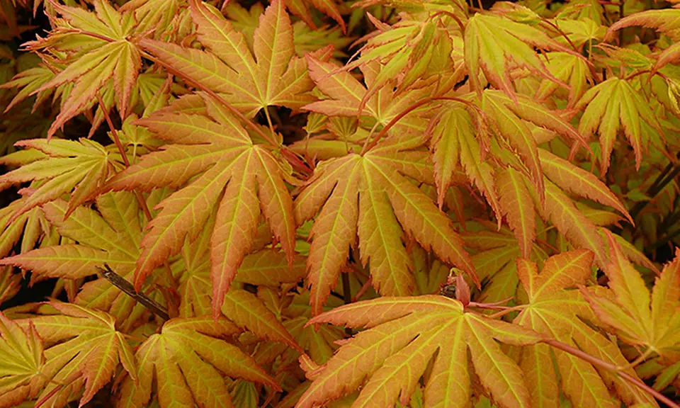 3er, 6er, 9er oder 12er Set Japanische-Ahorn-Kollektion - Second Medium