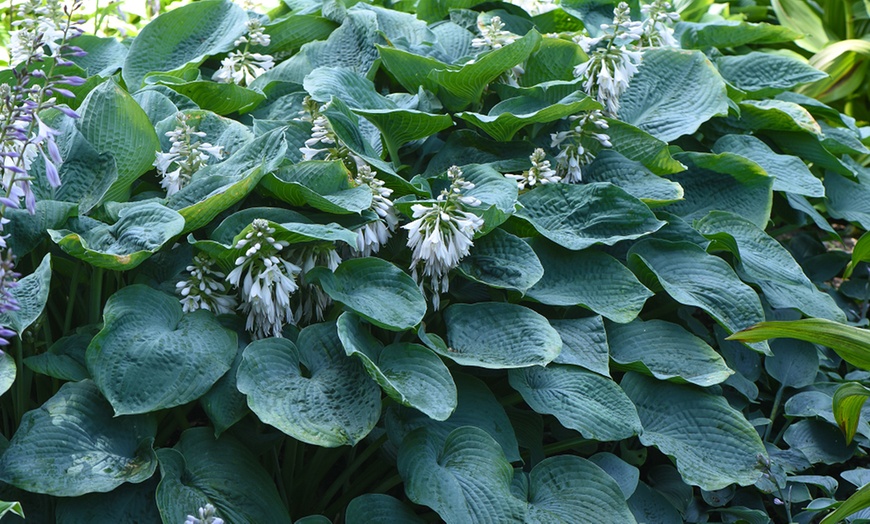 Image 7: Up to Six Hosta Giant Leaved Mix Bare Roots