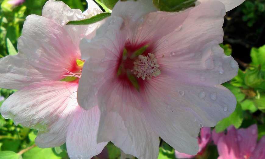 Image 4: Lavatera Blushing Bride - One, Three of Five Plants