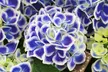 One, Two or Three Hydrangea Bicolor Blue and White Plants - Image 2