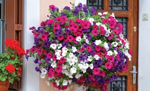 Up to 100 Petunia Surfina Mixed Plants