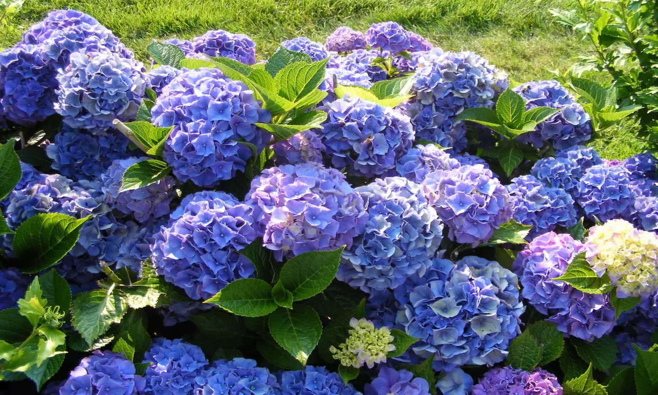 Mix de 4 Flores Hortensia, Phantom, Pink Diamond, Blue Wave y Kyushu - Primary Image