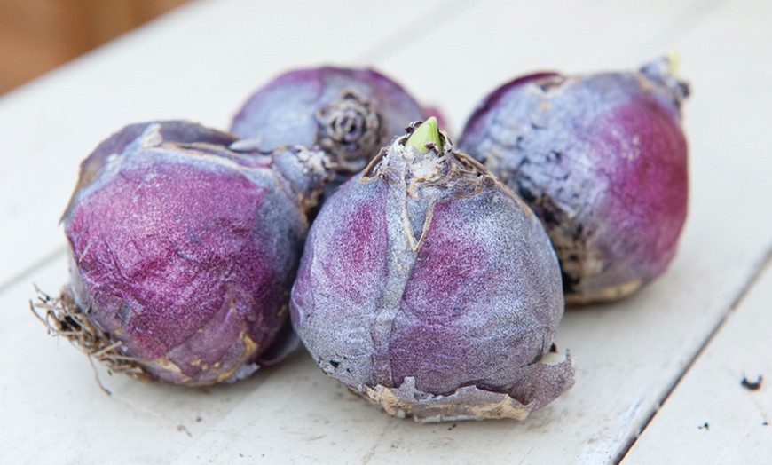 Image 4: 8, 16 or 32 Hyacinth 'Rhapsody in Blue' Hardy Bulbs