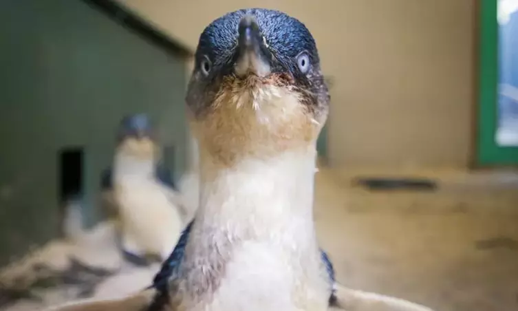 Explore Australian Wildlife with One Child, Adult or Family Pass