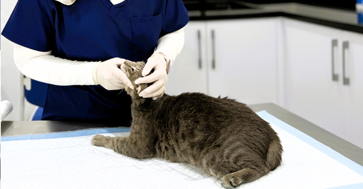 Comprehensive Vet Care: Vaccinations, Surgeries, X-rays For Pets Comprehensive Vet Care: Vaccinations, Surgeries, X-rays For Pets