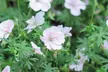 5 or 10 Mixed Hardy Geranium Plants - Second Medium