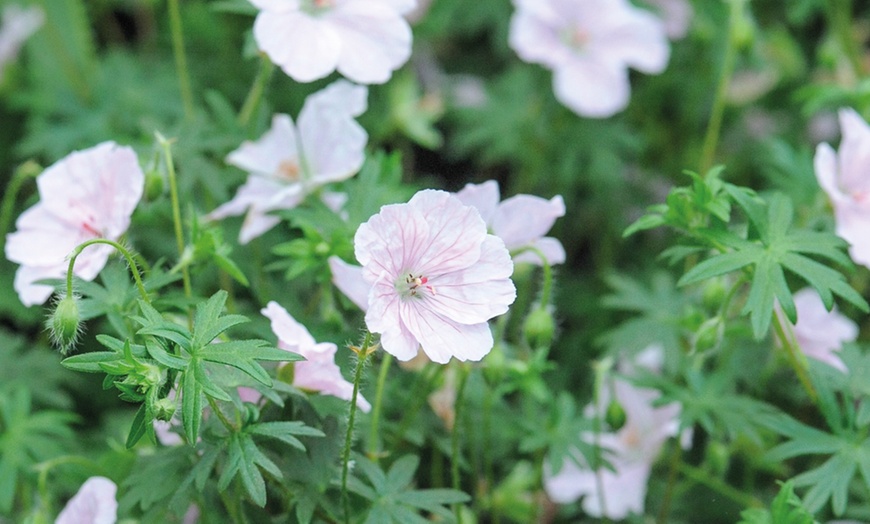 Image 6: 5 or 10 Hardy Geranium Bare Roots Collection