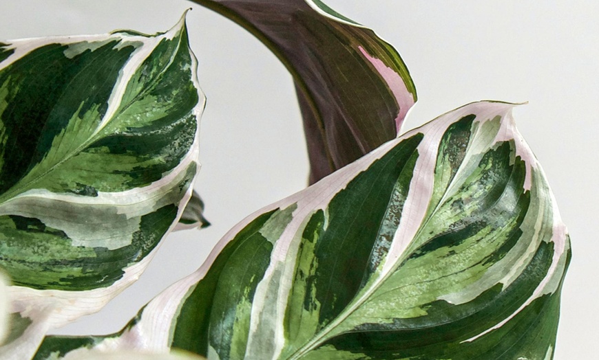 Image 2: Kamerplant 'Calathea Fusion White'