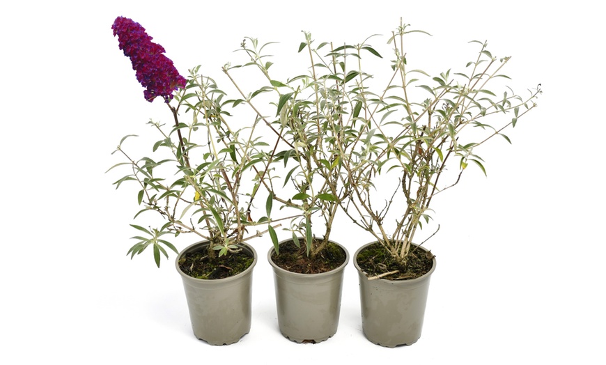 Image 8: 3x oder 8x Schmetterlingsflieder „Buddleja davidii"