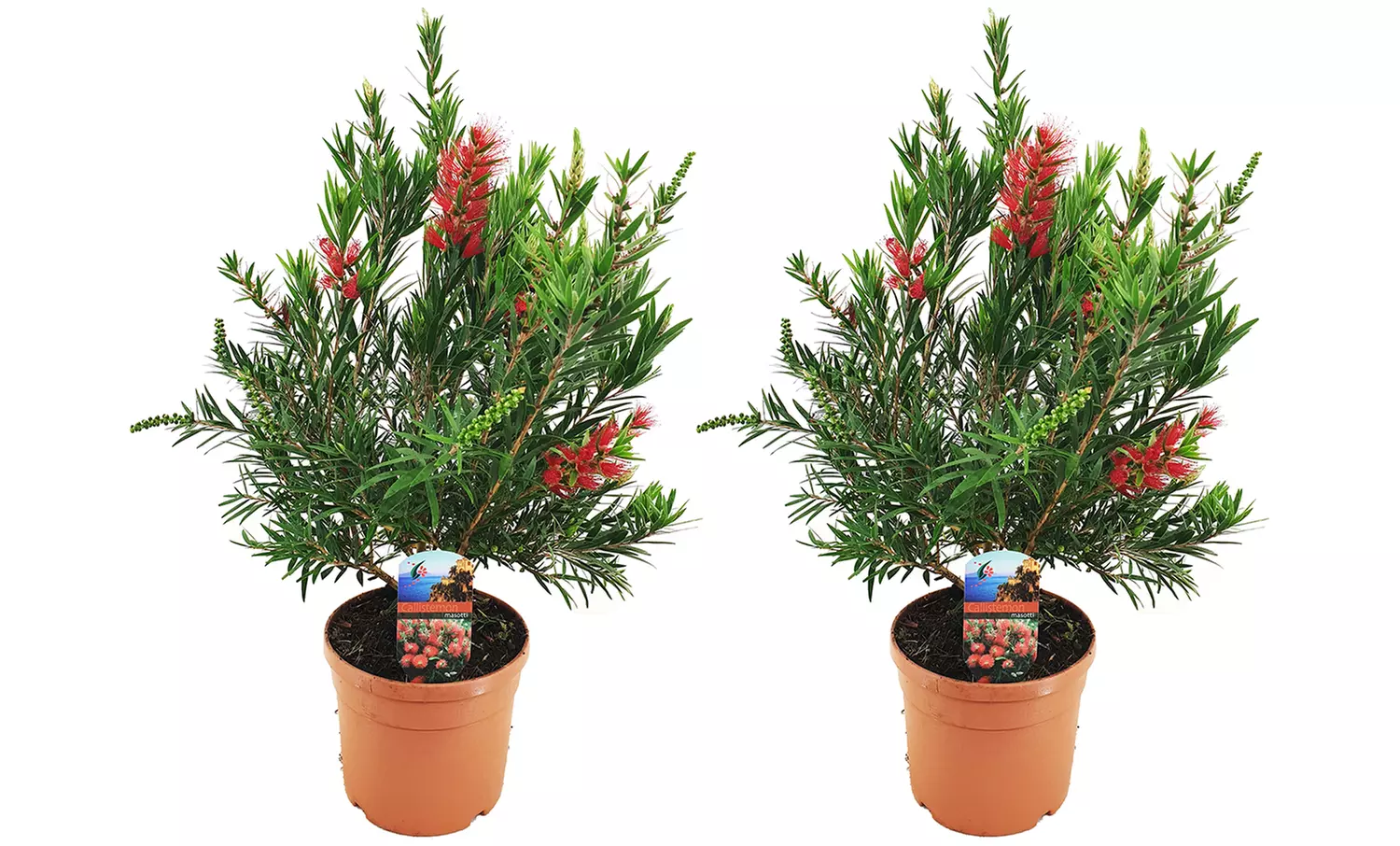 1 ou 2 plantes en pot 'Bottlebrush' Callistemon - Second Medium