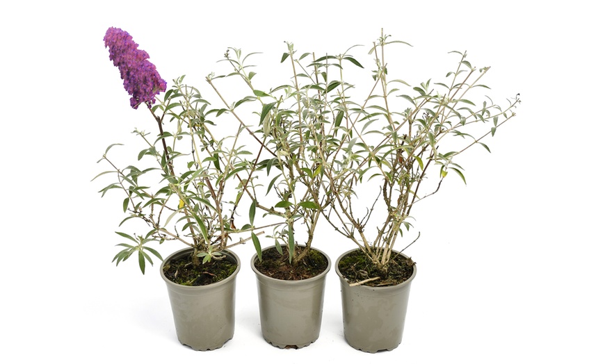 Image 5: Lot de 3 ou 8 plantes de Buddleja Davidii