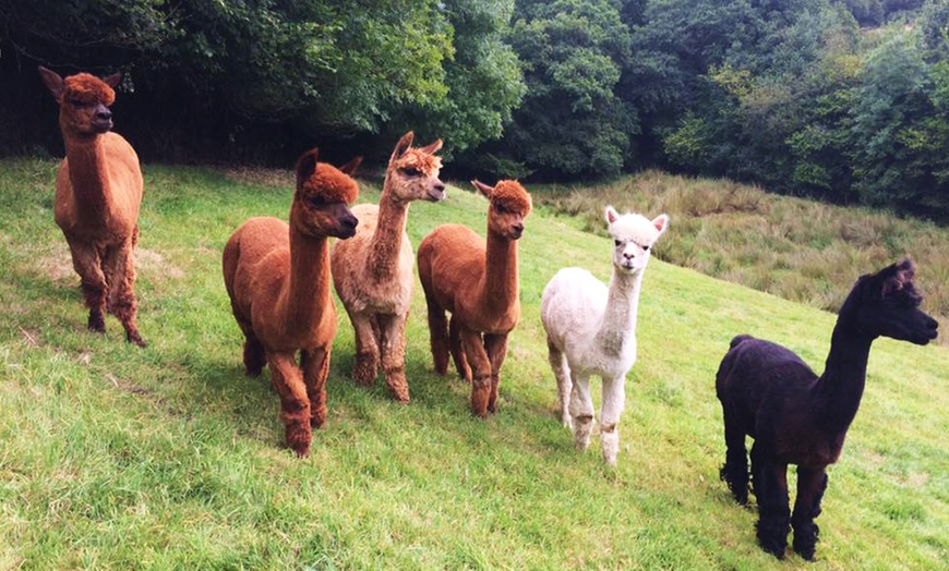 Image 1: Alpaca Experience for Two