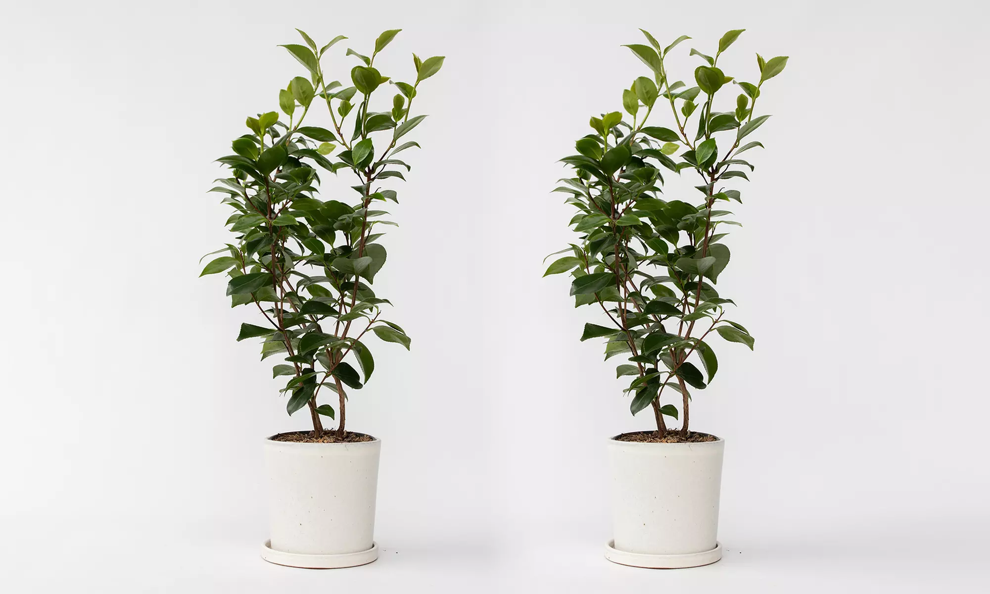 1 o 2 plantas de Camellia Japonica para exteriores - Second Medium