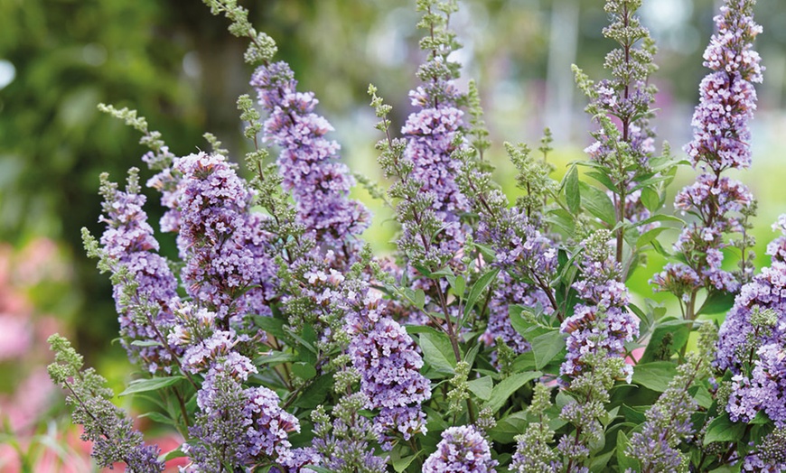 Image 3: Dwarf Buddleja High Five Purple - 1, 3 or 5 Potted Plants
