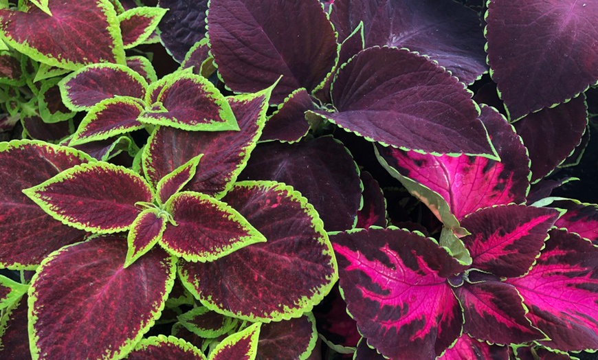 Image 4: 5 or 10 Coleus Collection Jumbo Plug Plants