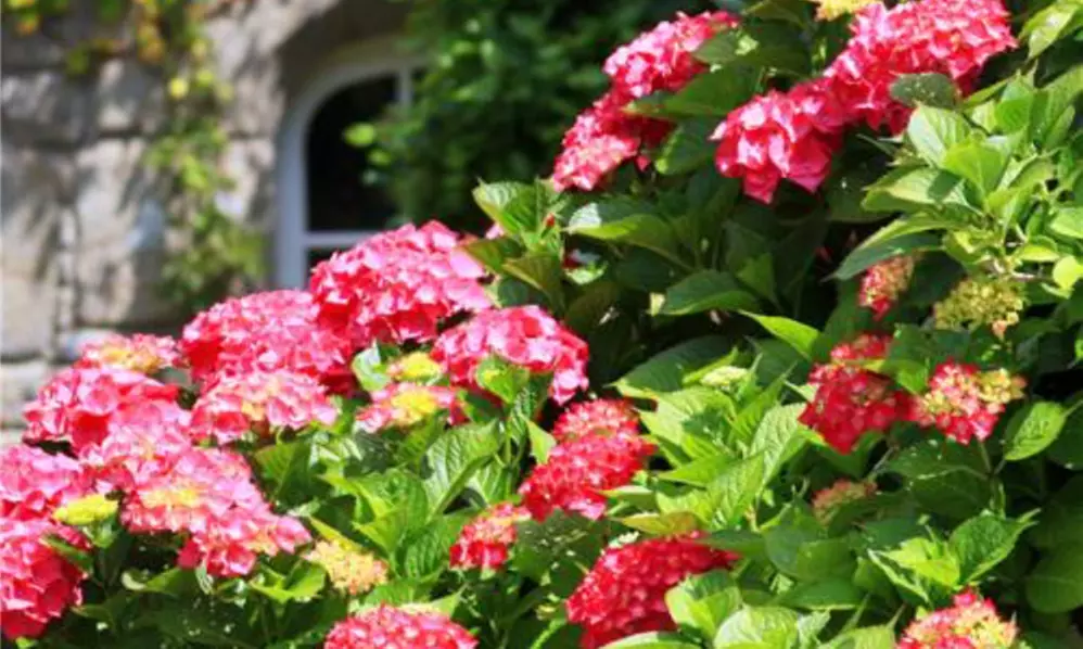 Collection de 3 ou 6 arbustes d'ombre - Primary Image