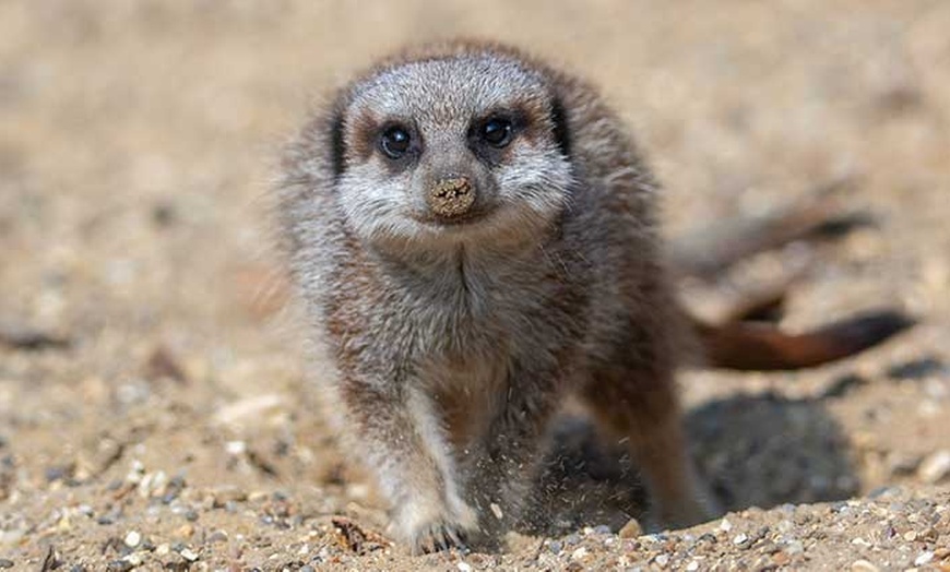 Image 10: Africa Alive Entry Tickets