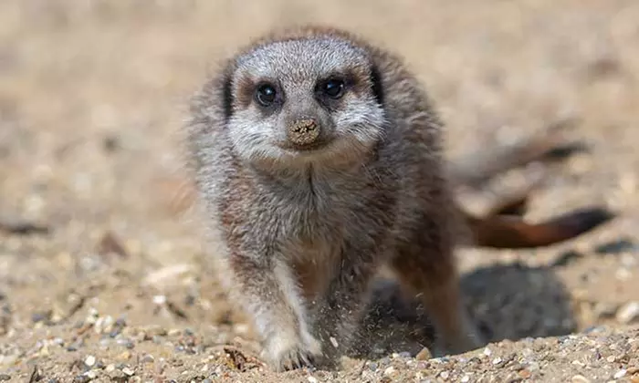 Experience Wild Africa: Lions, Rhinos & Conservation