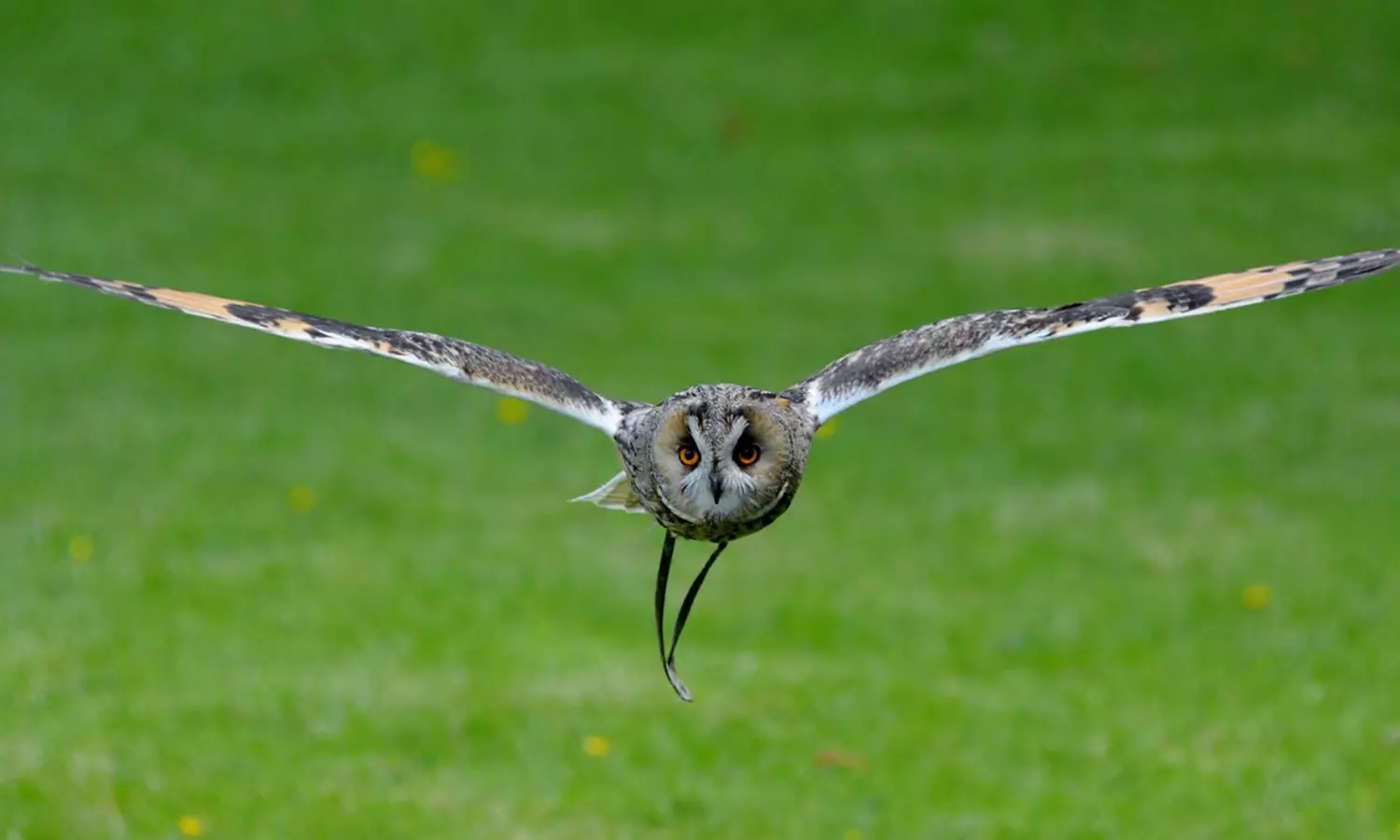 Get close to owls with a two-hour experience with Friends & Family