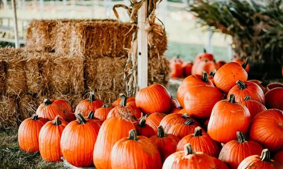 Admission for One, Two, or Four with Attractions at Hogan Farms Pumpkin Patch & Corn Maze (Up to 41% Off) - Primary Image