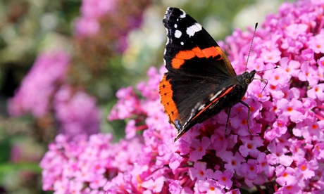 Set di 2 piante Buddleja disponibili in 3 colori