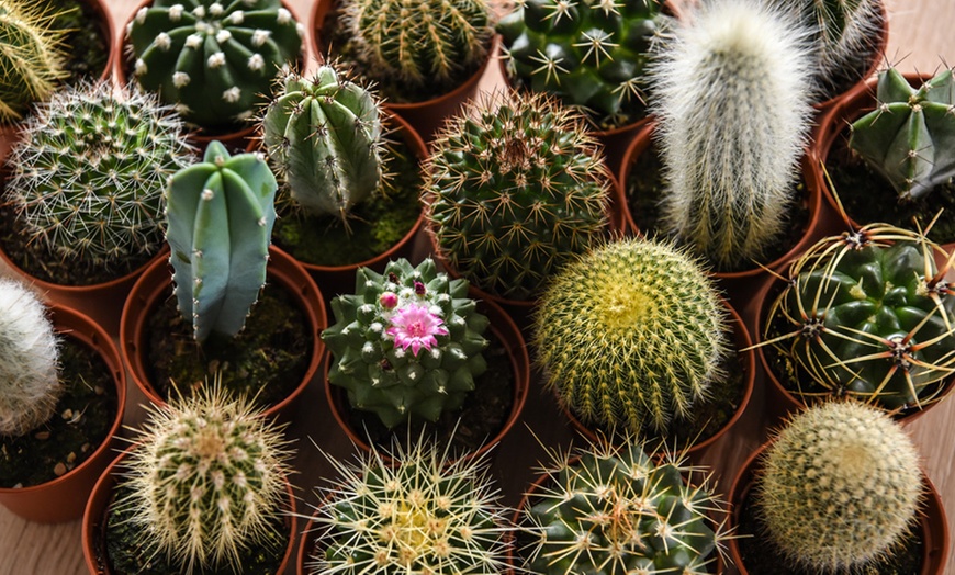 Image 2: Mini Cactus Collection