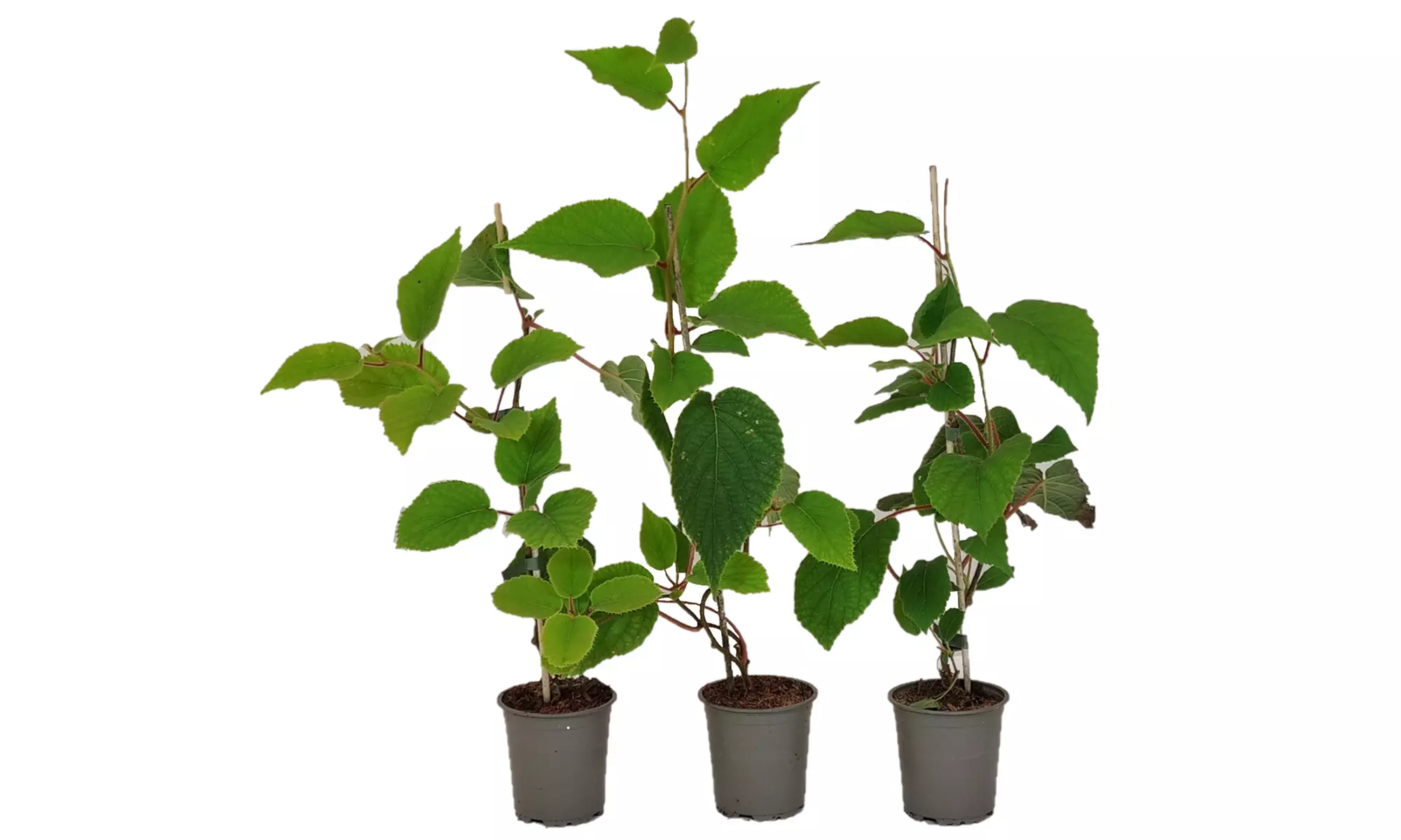 3 o 6 piante di Kiwi Actinidia deliciosa Jenny