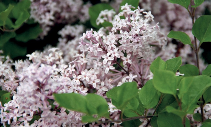 Image 2: Scented Plant Trio Collection – 1 or 3 Plants