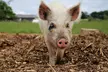 Ticket for Two Hours of Piggy Pet and Play or Guide to Pig Keeping at Kew Little Pigs ( Up to 17% Off ) - Second Medium