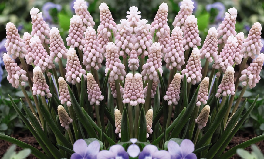 Image 1: Up to 20 Bulbs of Muscari Pink Sunrise